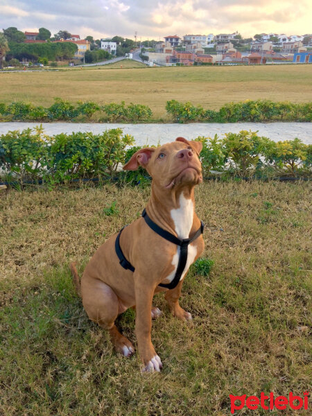 Amerikan Pitbull Terrier, Köpek  Achille fotoğrafı