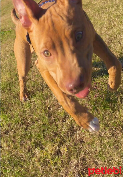 Amerikan Pitbull Terrier, Köpek  Achille fotoğrafı