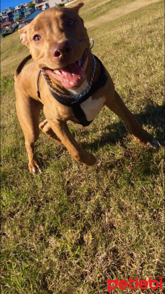 Amerikan Pitbull Terrier, Köpek  Achille fotoğrafı