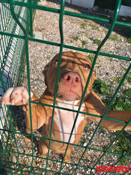 Amerikan Pitbull Terrier, Köpek  Achille fotoğrafı