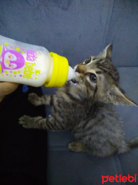 Tekir Kedi, Kedi  Minnoş fotoğrafı