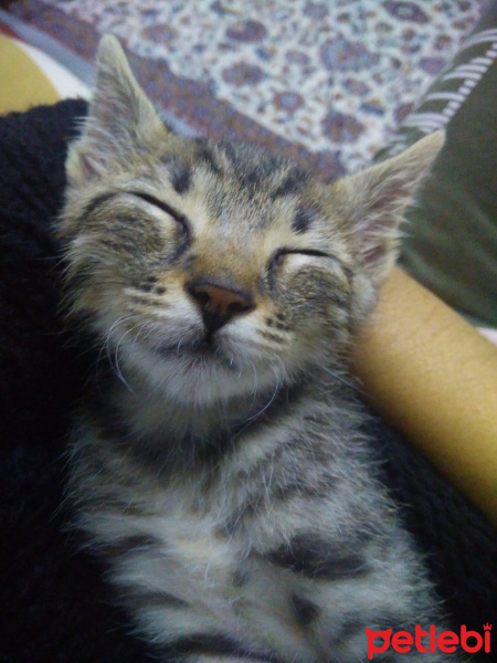 Tekir Kedi, Kedi  Minnoş fotoğrafı