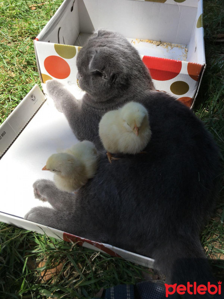 Scottish Fold, Kedi  Paşa fotoğrafı