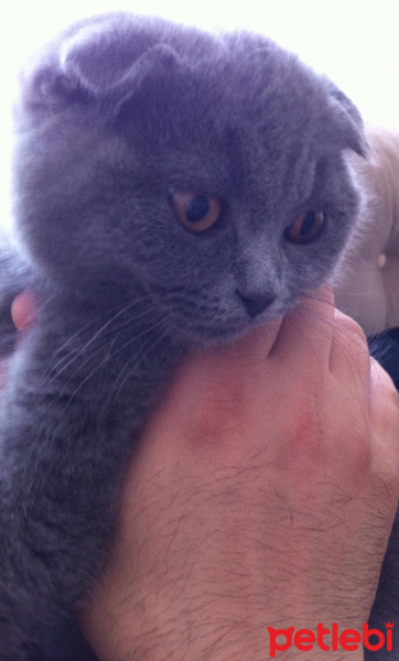 Scottish Fold, Kedi  Paşa fotoğrafı
