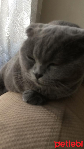 Scottish Fold, Kedi  Paşa fotoğrafı