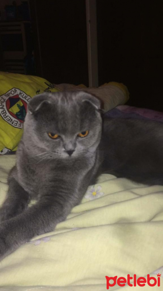Scottish Fold, Kedi  Paşa fotoğrafı