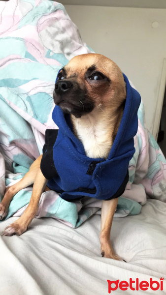 Chihuahua, Köpek  RİKA fotoğrafı