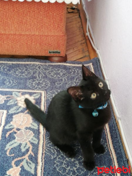 Tekir Kedi, Kedi  Zeytin fotoğrafı