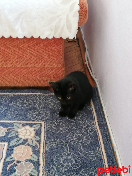 Tekir Kedi, Kedi  Zeytin fotoğrafı
