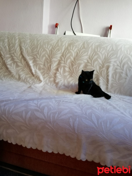Tekir Kedi, Kedi  Zeytin fotoğrafı
