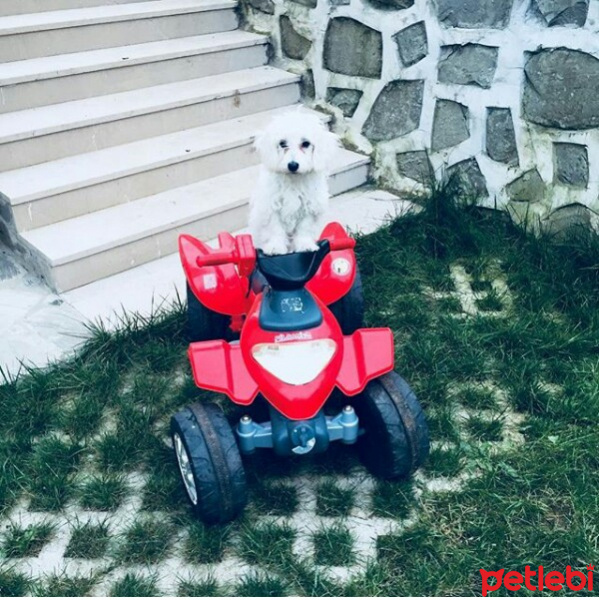 Maltese, Köpek  Arya fotoğrafı
