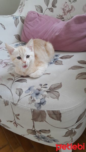Sarman, Kedi  Güneş fotoğrafı