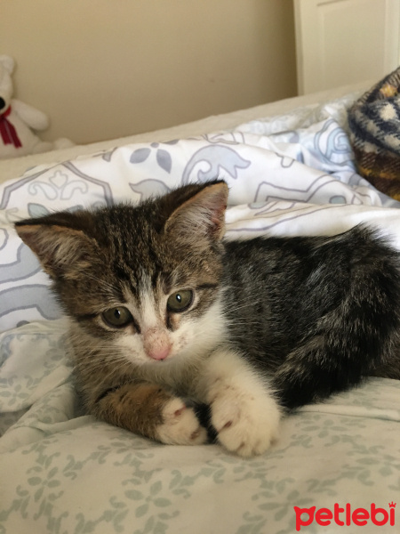 Tekir Kedi, Kedi  Kuki fotoğrafı