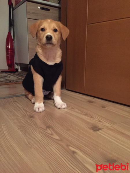 Golden Retriever, Köpek  Sumrf fotoğrafı