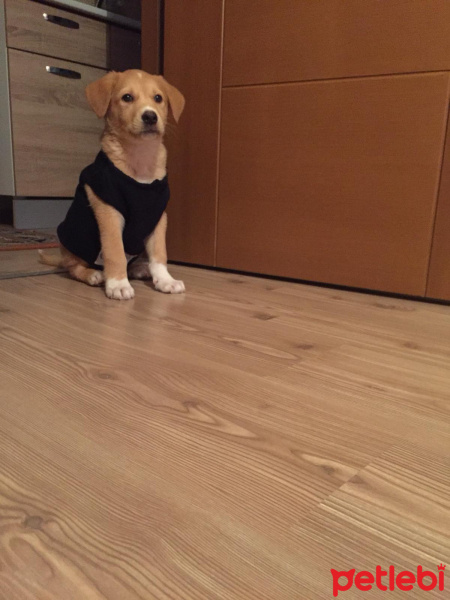 Golden Retriever, Köpek  Sumrf fotoğrafı