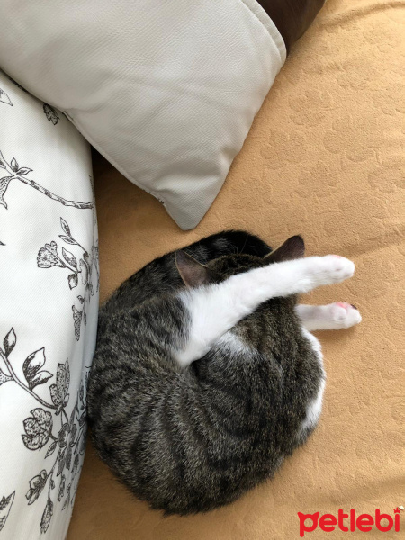 Scottish Fold, Kedi  Balım fotoğrafı
