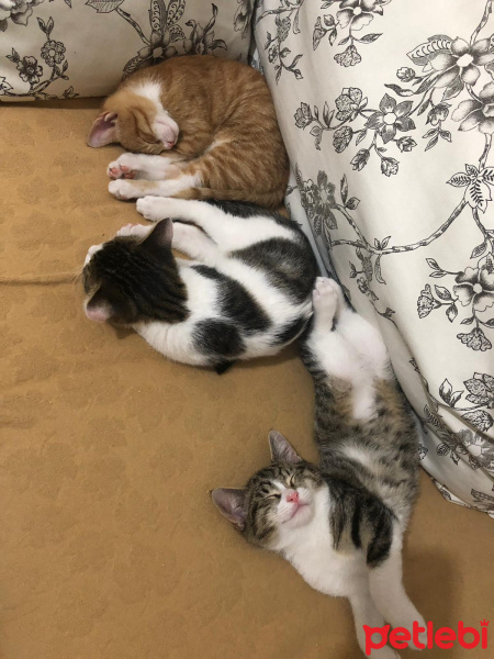 Scottish Fold, Kedi  Balım fotoğrafı