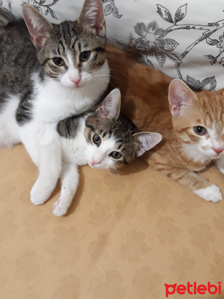 Scottish Fold, Kedi  Balım fotoğrafı