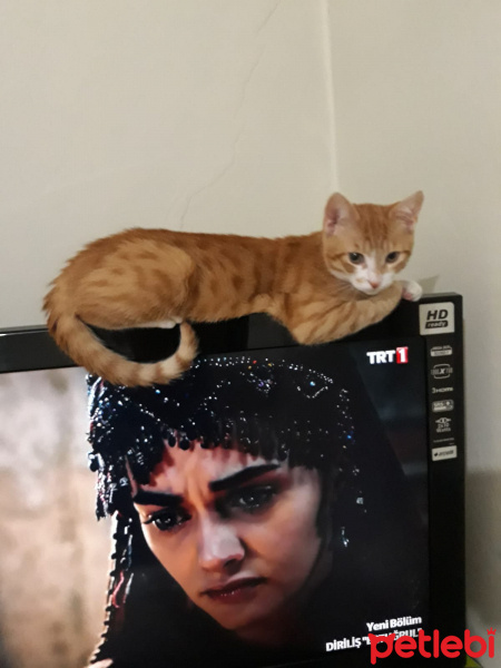 Scottish Fold, Kedi  Balım fotoğrafı
