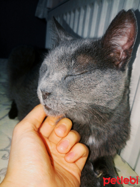 Scottish Fold, Kedi  Balım fotoğrafı