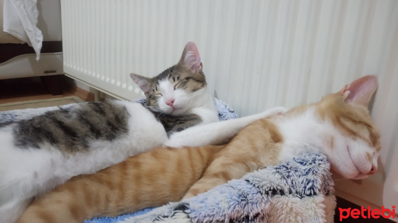 Scottish Fold, Kedi  Balım fotoğrafı