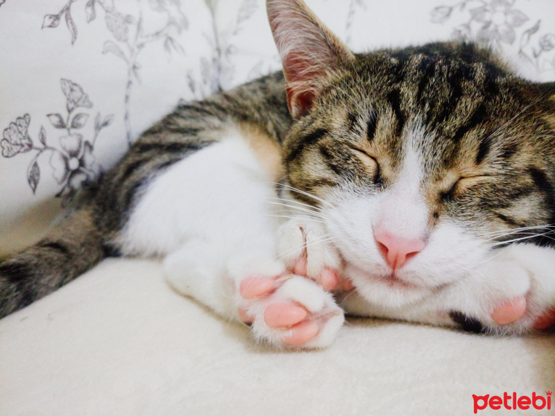 Scottish Fold, Kedi  Balım fotoğrafı