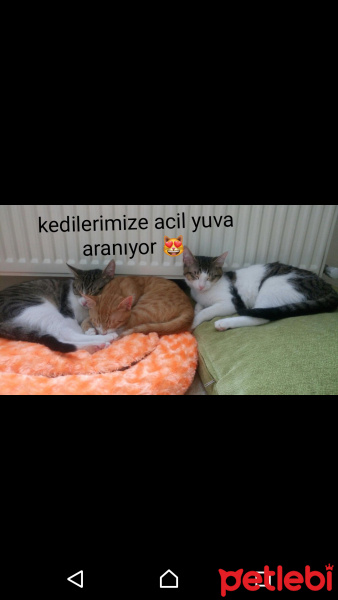 Scottish Fold, Kedi  Balım fotoğrafı