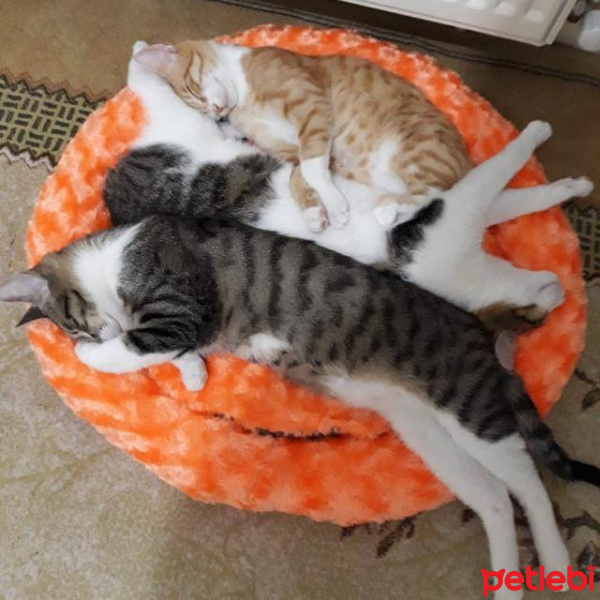 Scottish Fold, Kedi  Balım fotoğrafı