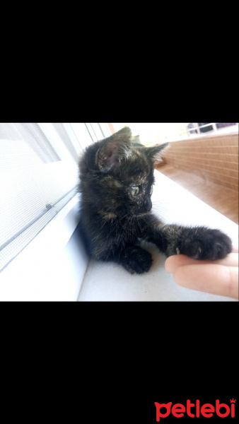 Scottish Fold, Kedi  Balım fotoğrafı