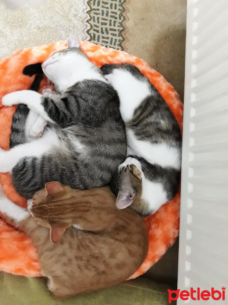 Scottish Fold, Kedi  Balım fotoğrafı