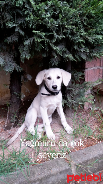 Sokö (Sokak Köpeği), Köpek  Athena fotoğrafı