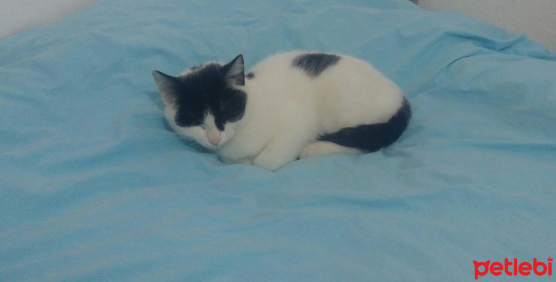 Tuxedo (Smokin) Kedi, Kedi  Suzi fotoğrafı
