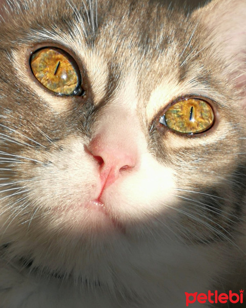American Wirehair, Kedi  Duman fotoğrafı