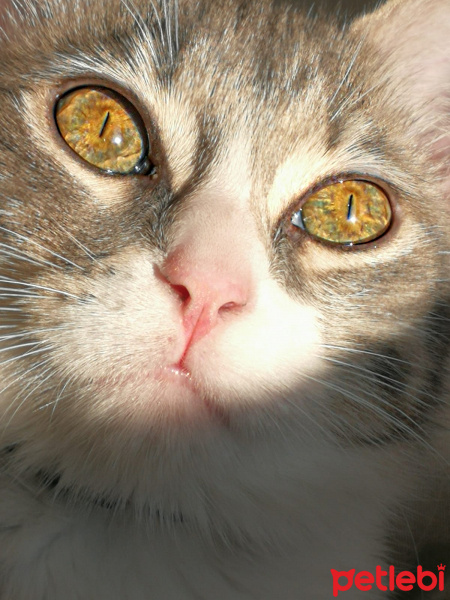 American Wirehair, Kedi  Duman fotoğrafı