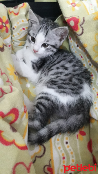 Tekir Kedi, Kedi  Bebiş fotoğrafı