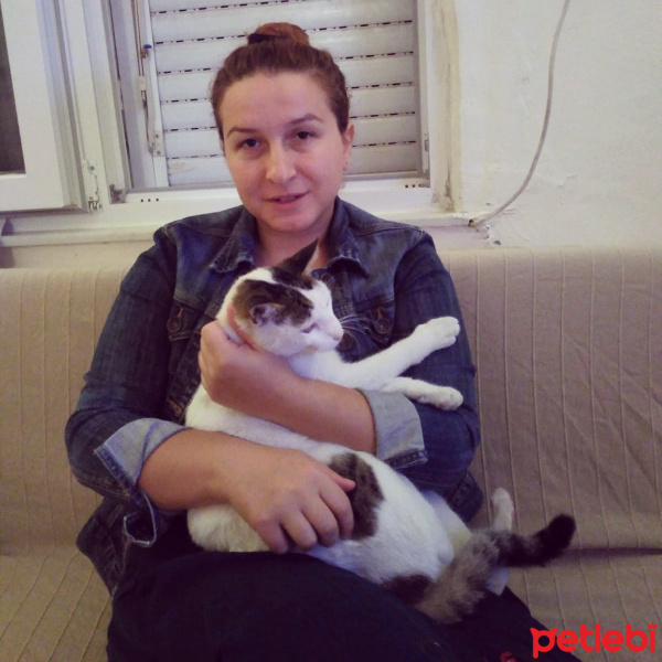 Tekir Kedi, Kedi  Paşa fotoğrafı