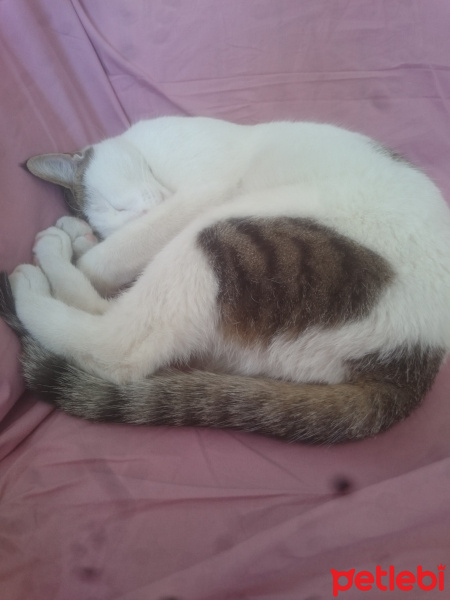 Tekir Kedi, Kedi  Paşa fotoğrafı