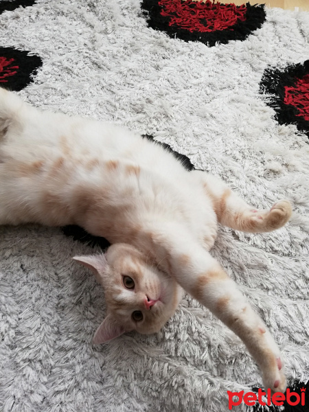 Sarman, Kedi  Tarçın fotoğrafı