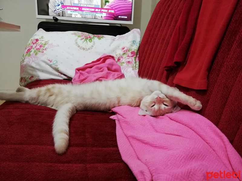 Sarman, Kedi  Tarçın fotoğrafı