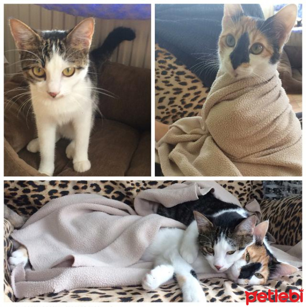 Tekir Kedi, Kedi  Bal ve Kaymak fotoğrafı