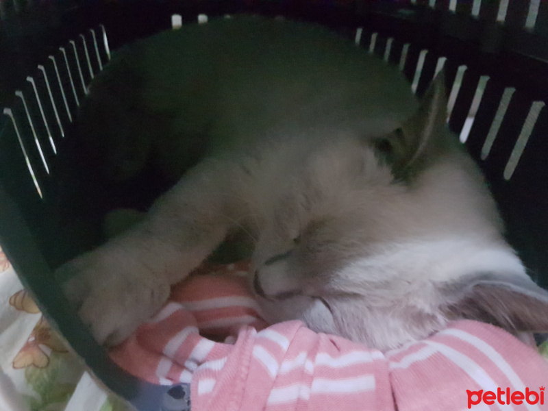 British Shorthair, Kedi  Zeze fotoğrafı