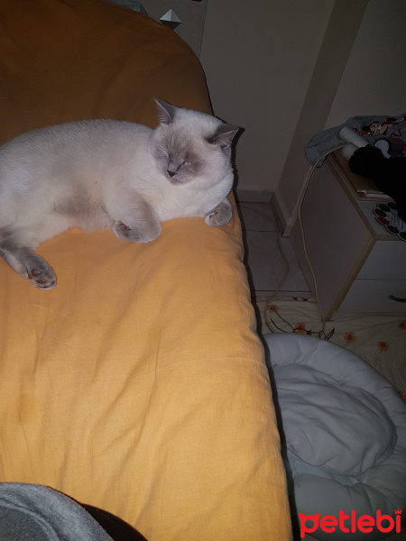 British Shorthair, Kedi  Zeze fotoğrafı