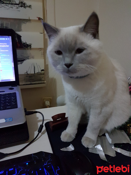 British Shorthair, Kedi  Zeze fotoğrafı
