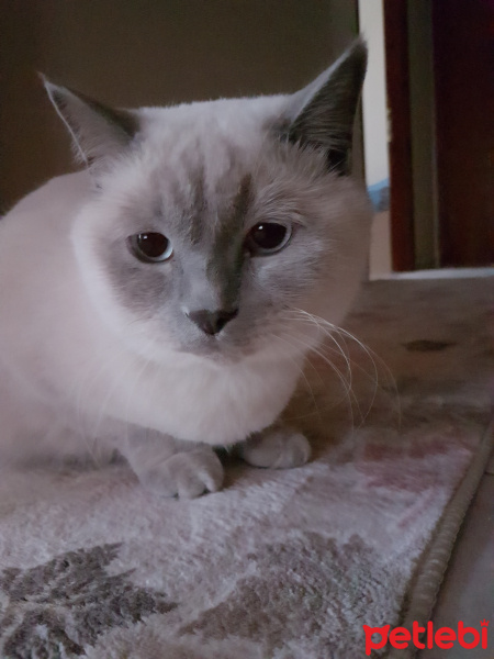 British Shorthair, Kedi  Zeze fotoğrafı