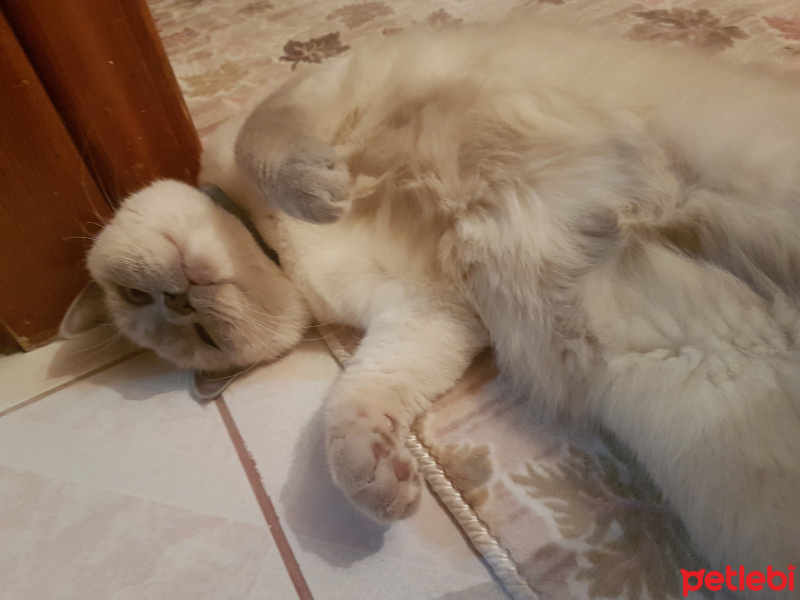 British Shorthair, Kedi  Zeze fotoğrafı