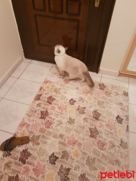 British Shorthair, Kedi  Zeze fotoğrafı