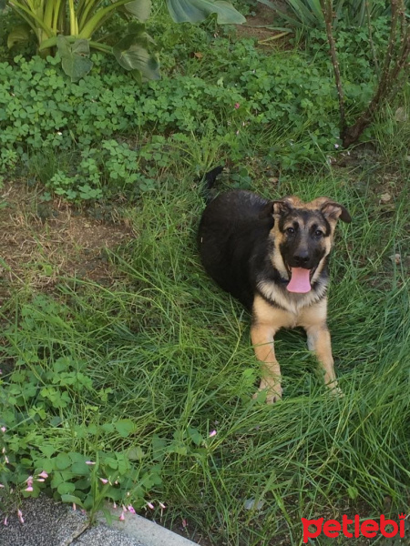 Alman Çoban Köpeği, Köpek  Destan fotoğrafı