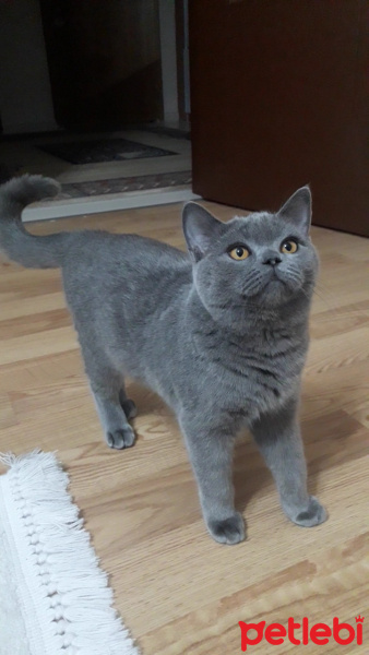 British Shorthair, Kedi  Duman fotoğrafı