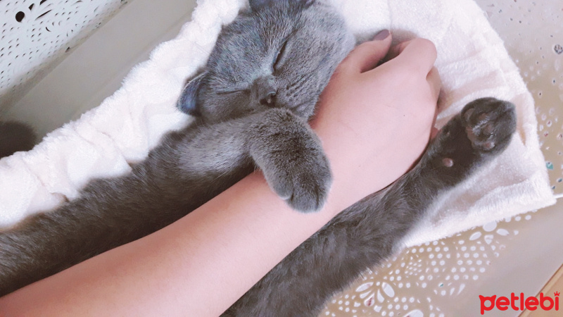 British Shorthair, Kedi  Duman fotoğrafı