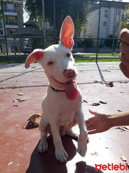 Amerikan Pitbull Terrier, Köpek  Hektor fotoğrafı